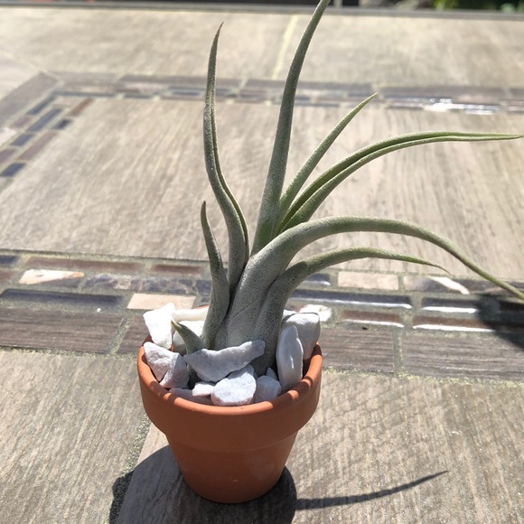 Other - 🌱Air Plant🌱 Comes with pot and rocks!!!